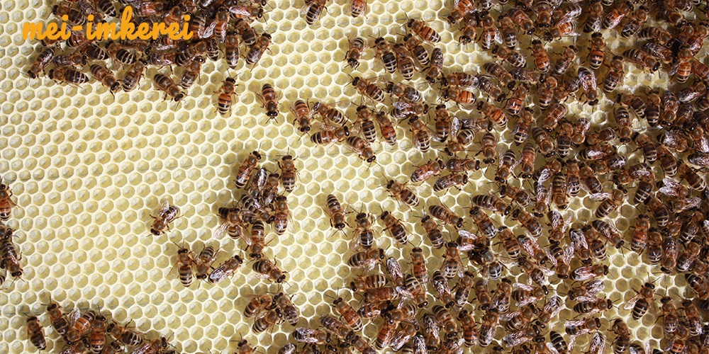 die_bienen_mei_imkerei_01